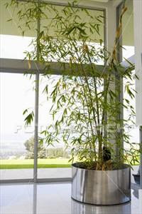 Cultivation Care And Maintenance Of The Bamboo