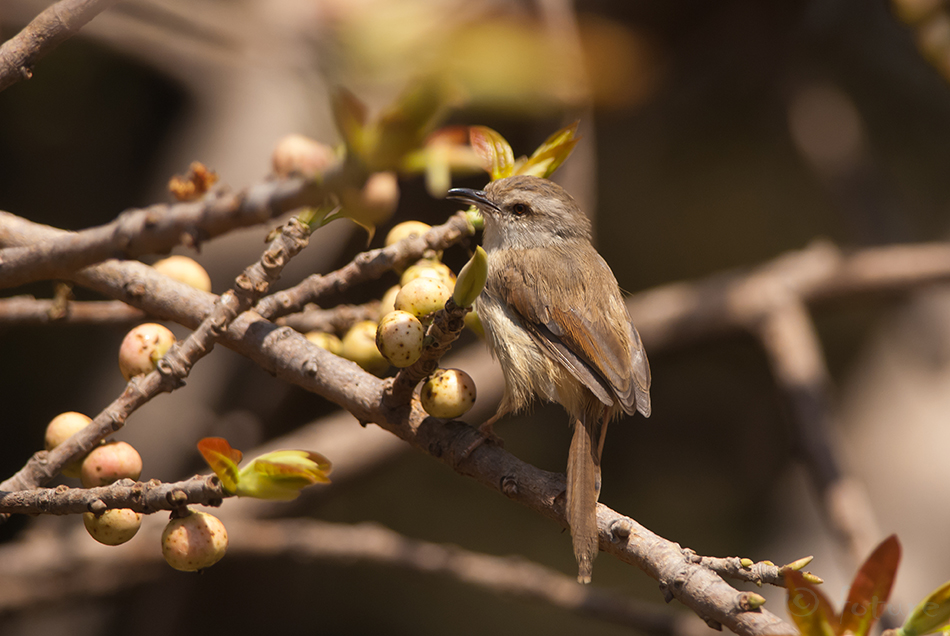 Aafrika puhmalind, Prinia subflava pondoensis, Tawny-Flanked Prinia