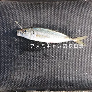 泳がせ釣りの活きエサの付け方の鼻掛け