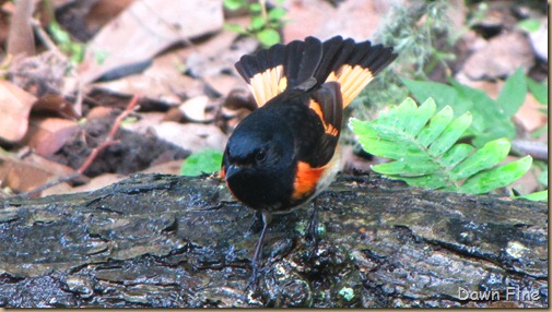 birding high island_034