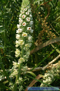 Réséda blanc - Mignonnette blanche - Reseda alba