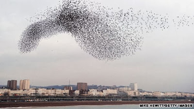 Unik, Ribuan Burung Terbang di Atas Langit Inggris
