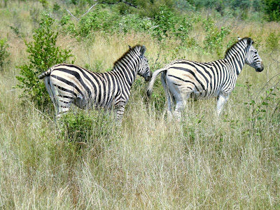 Kruger National Park, safari, South Africa, Zebra