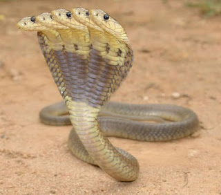 King Cobra Wallpapers