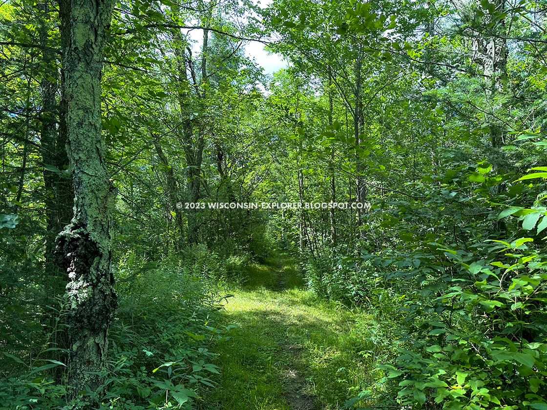 green grass trail through green leaves