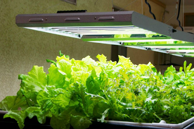 Lighting System is important in your hydroponic plants at home