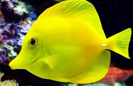 Inilah Jual Ikan Hias Yellow Tang Jogjakarta Terbaru