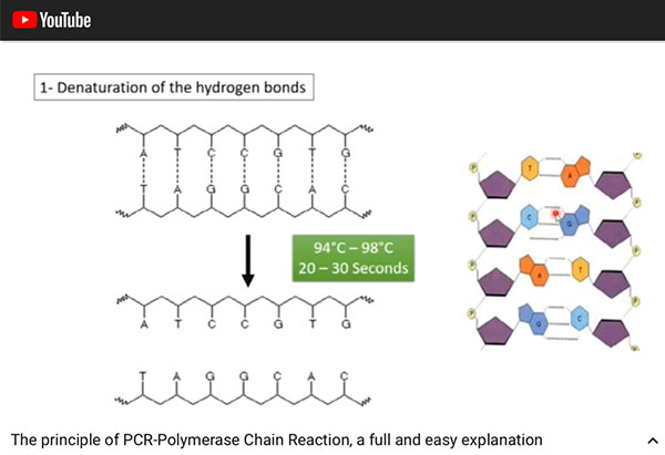 Stage 1 of PCR process -- Denaturation of hydrogen bonds (Source: https://www.youtube.com/watch?v=DH7o9Df5_50)