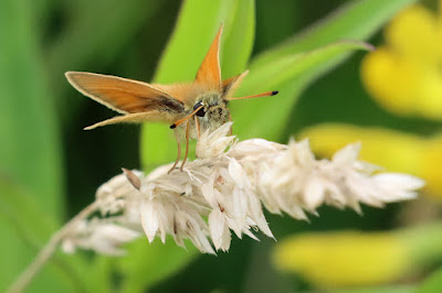 Male Essex skipper butterfly (Thymelicus lineola)