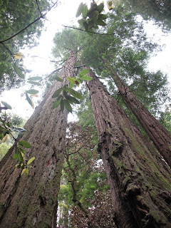 Very tall Redwood