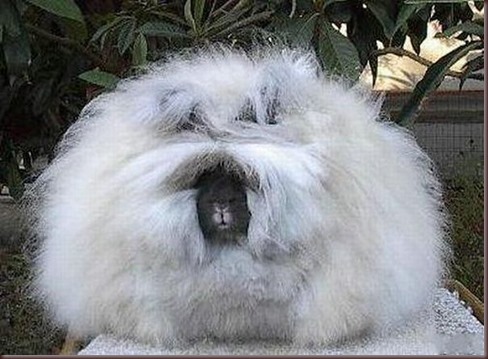 Amazing Animal Pictures Angora Rabbit (10)