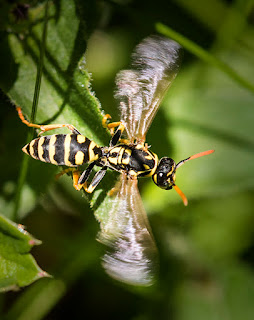 Wing Wasp - Mike Busby Photography