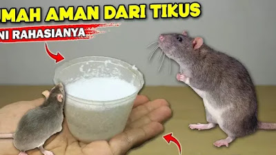 Ide : Membuat Racun Tikus bahan Sederhana