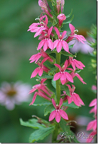 Lobelia_MonetMoment2_July24