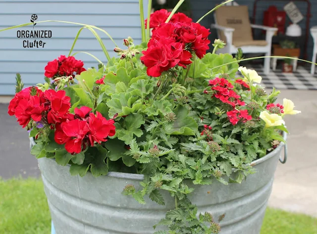 A Gathering of Mop Buckets in a Small Junk Garden #galvanizedplanter #galvanized #containergarden #junkgarden #annuals #redgeraniums