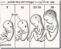 Proses Terjadinya Manusia