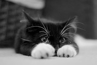 black and white image of a cat stretching out on the carpet