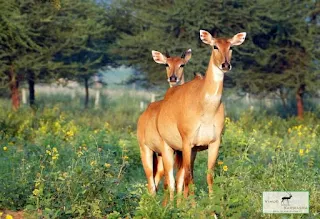 जिला फतेहाबाद के गांव नाडोल, धौलू से लेकर जिला हिसार के गांव चौधरीवाली, आदमपुर तक सभी गांवों में हिरणों व नील गायों के झुण्ड देखे जा सकते हैं।