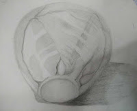 Harmony Arts Academy Drawing Classes Thursday 18-July-19 Anusha Yogesh Bhojane 11 yrs Cabbage Object Drawing Drawing Grade Pencils, Paper SSDP - Pencil Sketching