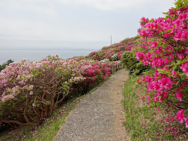 島根県松江市美保関町美保関　五本松公園　ツツジ（躑躅）