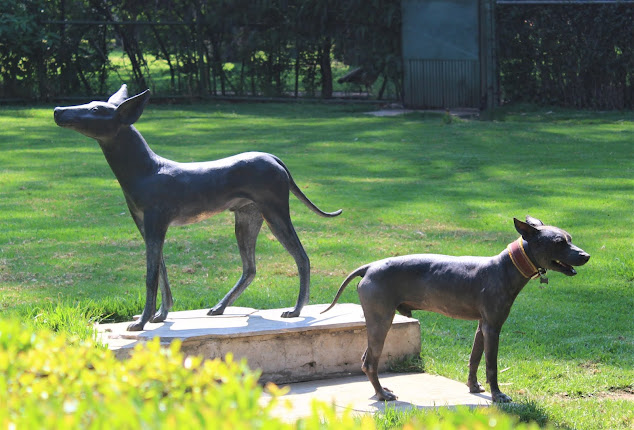 Xoloitzcuintle dogs