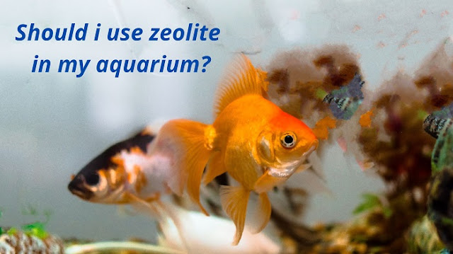 should i use zeolite in my aquarium?