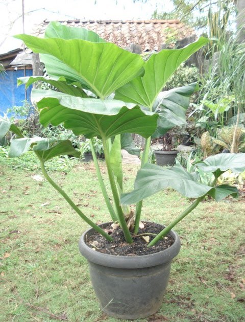  Tanaman  Hias D D PHILO MARBLE