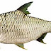 CARA PEMBENIHAN IKAN TAWES