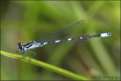 Tumšzilā krāšņspāre (Coenagrion pulchellum)