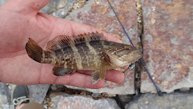 Lee Goddard Fishing