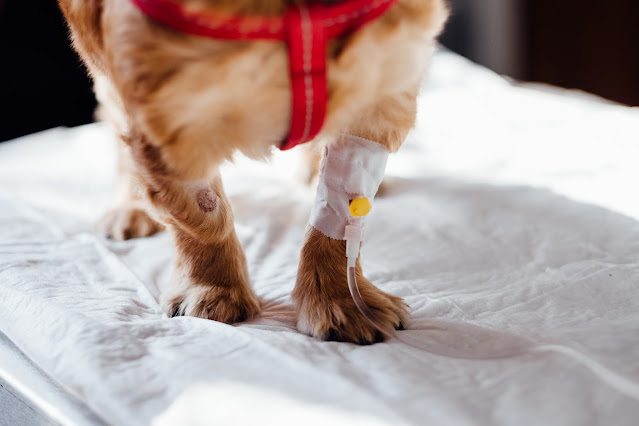 Dog Health 101: How to Know When Your Dog is Sick and How to Maintain Good Care
