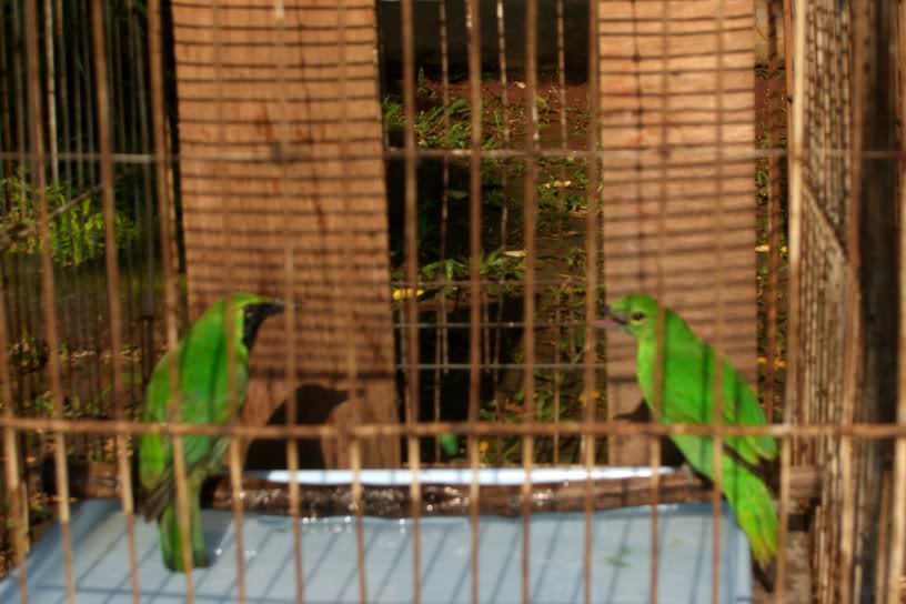 iHargai Terbaru Burung iCucaki iIjoi 2019 ANDI KICAU MANIA iHargai Terbaru Burung iCucaki iIjoi 2019 ANDI KICAU MANIA