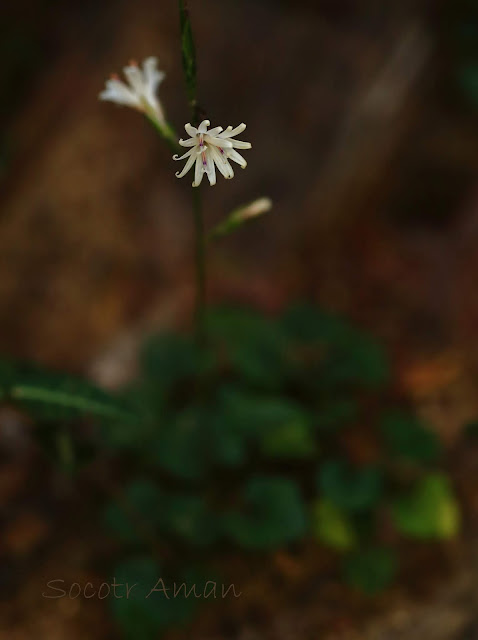 Ainsliaea apiculata