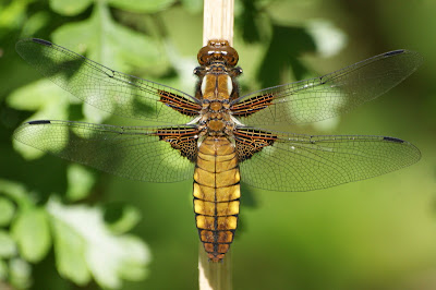 Platbuik - Wespbúkje - Libellula depressa