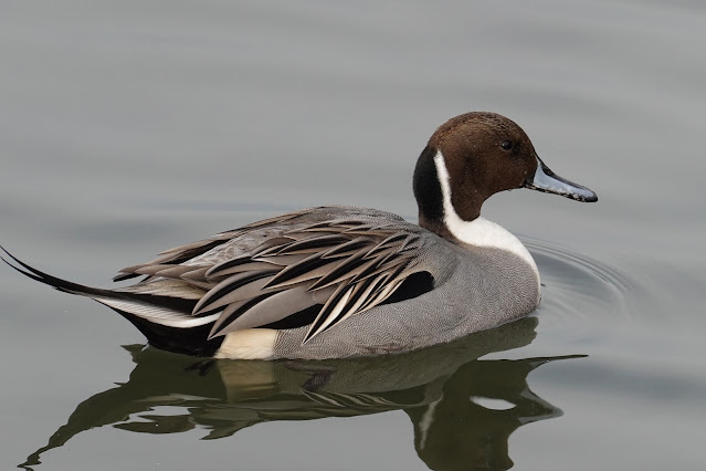 鳥取県米子市西町 湊山公園 池のマガモ