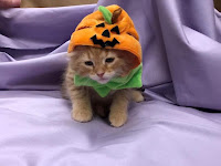 ideas de disfraces de Halloween para gatos