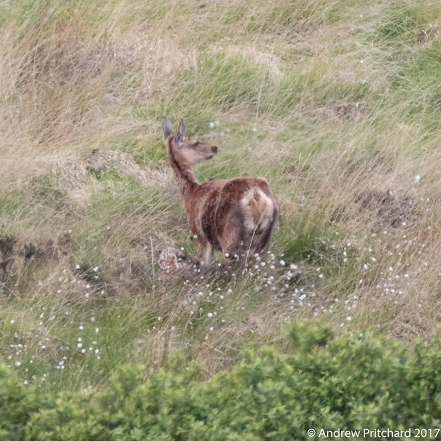 The hinds has a new born calf lying in the grass at her feet.