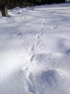 Picture of fox tracks in the snow