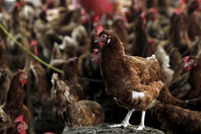 Guiné abate 200.000 aves em risco de contaminação por gripe aviária H5N1 