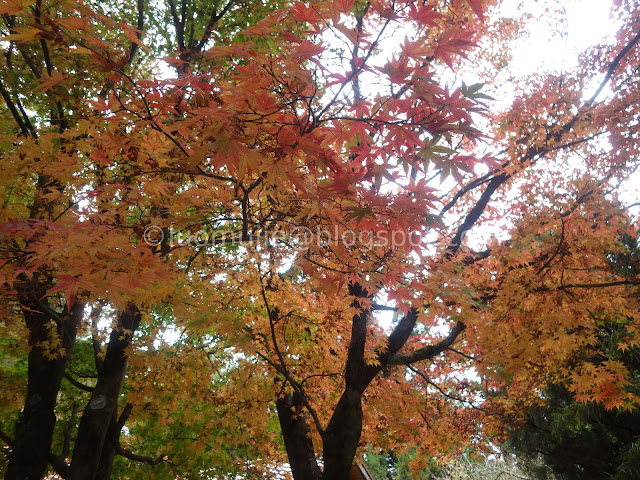 Fushoushan Farm maple autumn foliage