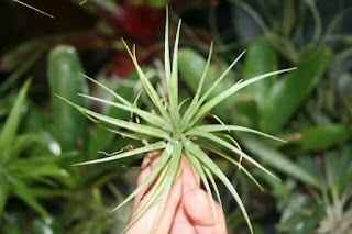 tillandsia stricta