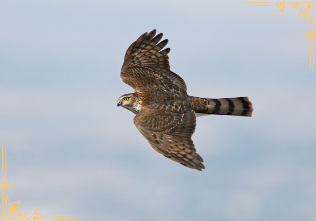 Attract Sharp-shinned Hawk