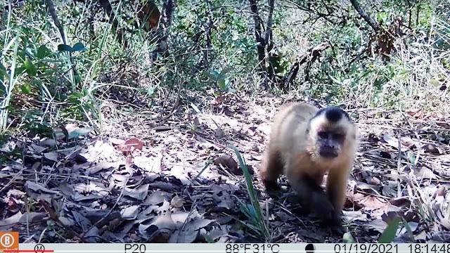 Em dois meses, projeto “Bandeiras no Corredor” identifica 23 espécies de mamíferos entre Rio Quente e Água Limpa