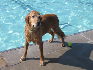 Charlie at the Lincoln Park pool in Grand Junction for Dog Daze in September 2007