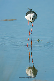 Wildlifefotografie Kroatien Neretva Delta Olaf Kerber