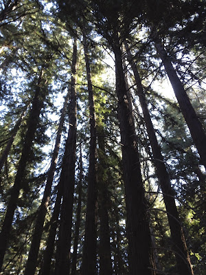 Redwood trees at Wunderlich park