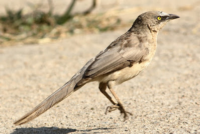 Large Gray Babbler