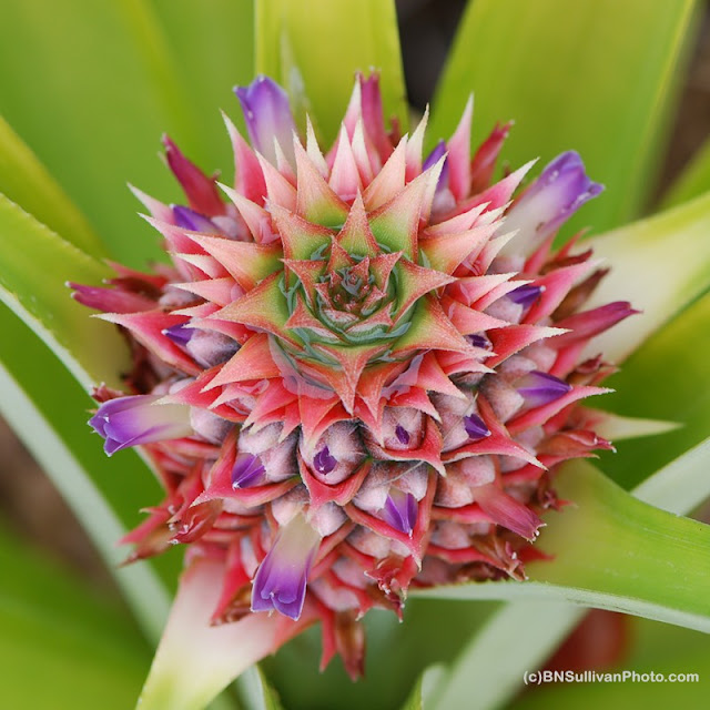 Pineapple Flower