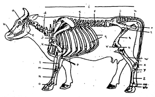 SYTEMA SKELETON KERANGKA PADA SAPI PERAH Ilmu Ternak