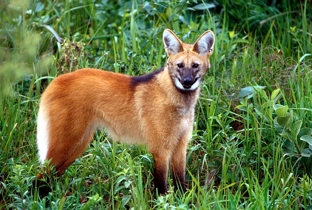 Maned wolf